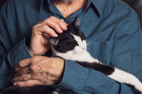 Cum să salvezi o pisică dacă are cancer și diabet